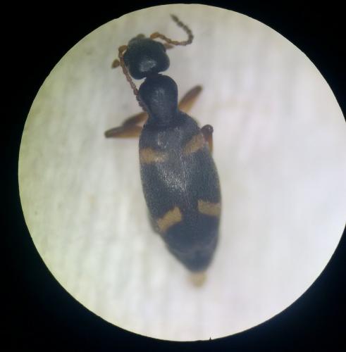Réf. 207 638 : Stricticollis transversalis