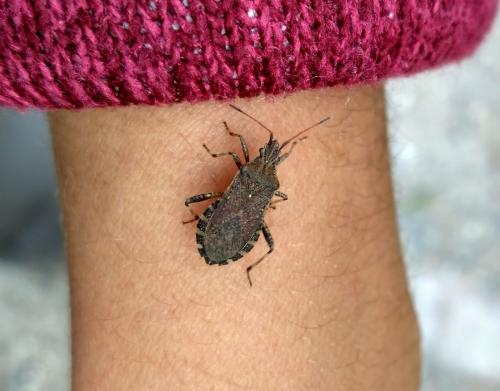 Ceraleptus gracilicornis