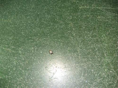 Ixodes ricinus