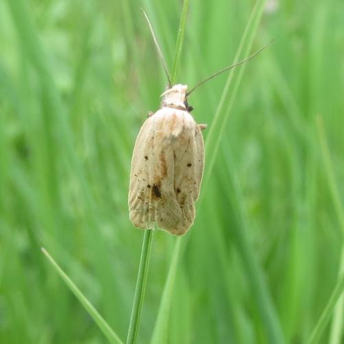 Agonopterix kaekeritziana