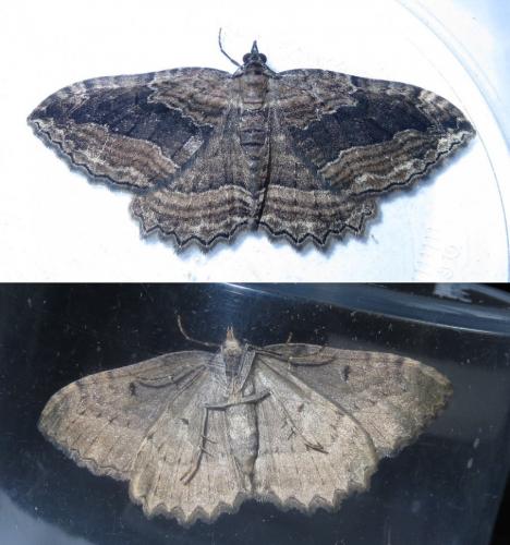 Réf. 207 352 : Philereme transversata