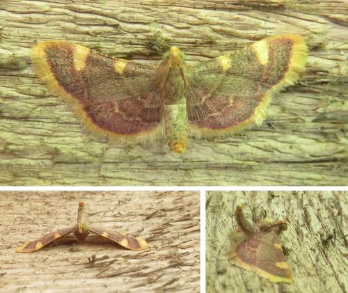 Hypsopygia costalis