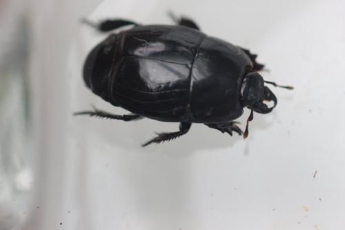 Hister quadrimaculatus