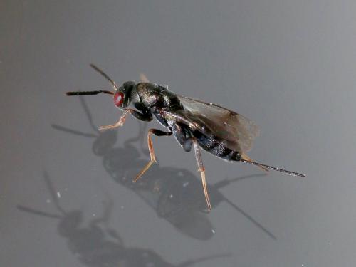 Réf. 207 732 : Monodontomerus sp.