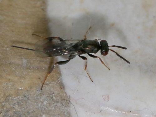 Réf. 207 733 : Monodontomerus sp.