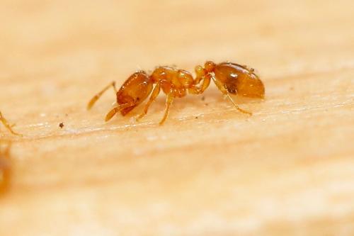 Réf. 207 491 : Solenopsis fugax
