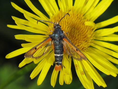 Réf. 207 899 : Pyropteron chrysidiformis