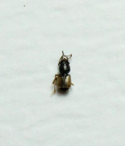 Oxytelinae