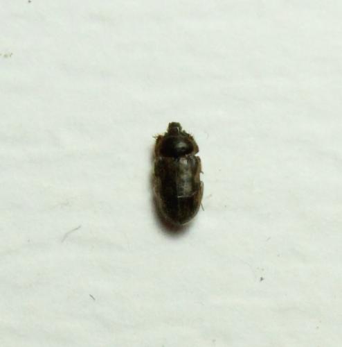Heterocerus sp.
