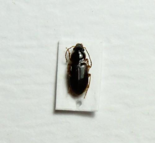 Harpalinae