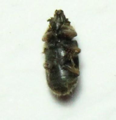Heterocerus sp.
