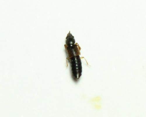Oxytelinae