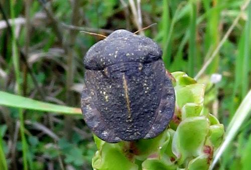 Eurygaster hottentotta
