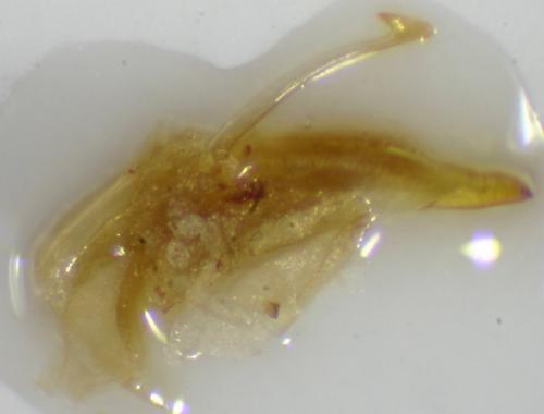 Amara fusca