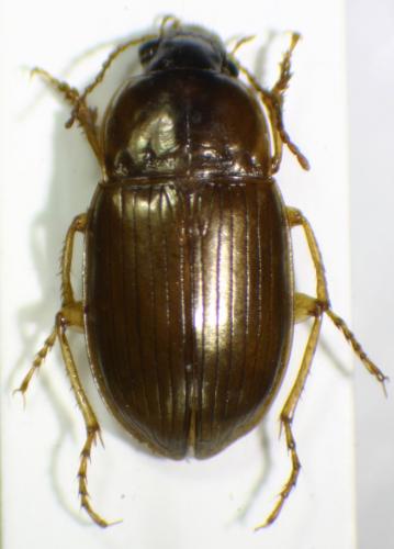 Amara fusca