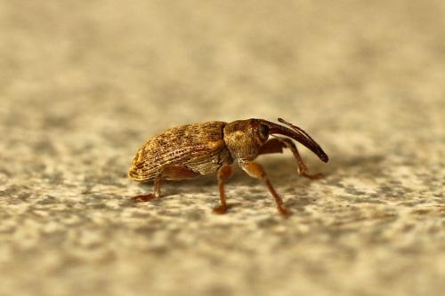 Réf. 207 199 : Dorytomus sp.