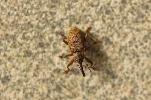 Réf. 207 202 : Dorytomus sp.
