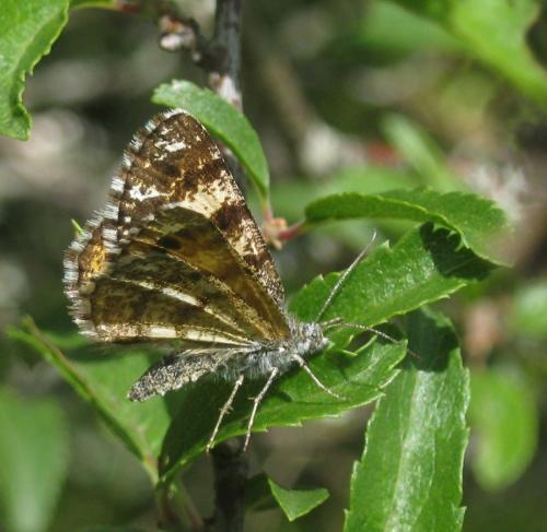 Isturgia famula