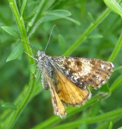Isturgia famula