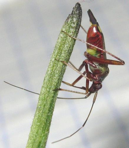 Closterotomus ventralis