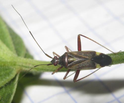 Closterotomus ventralis