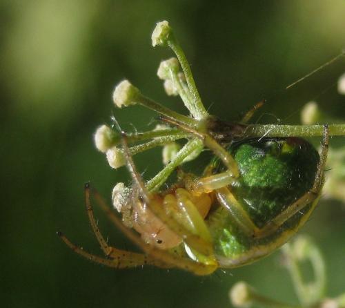 Araniella opisthographa