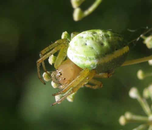Araniella opisthographa