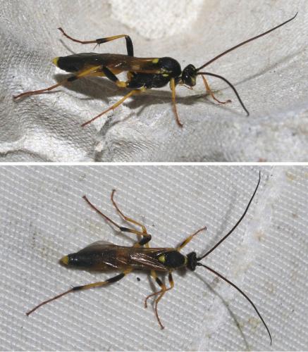 Réf. 207 412 : Amblyteles armatorius