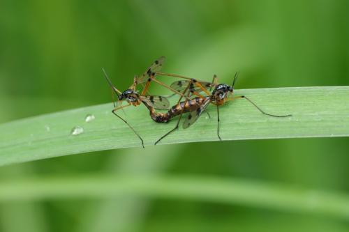 Ptychoptera contaminata