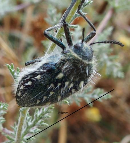 Réf. 207 502 : Julodis manipularis