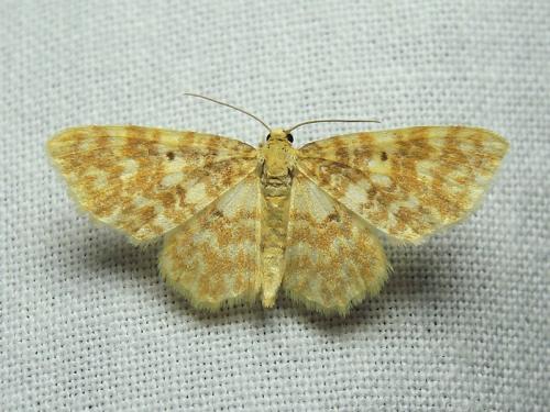 Hydrelia flammeolaria