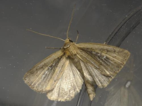 Archanara sp.