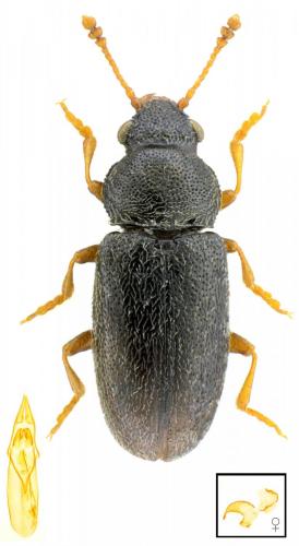 Telmatophilus typhae