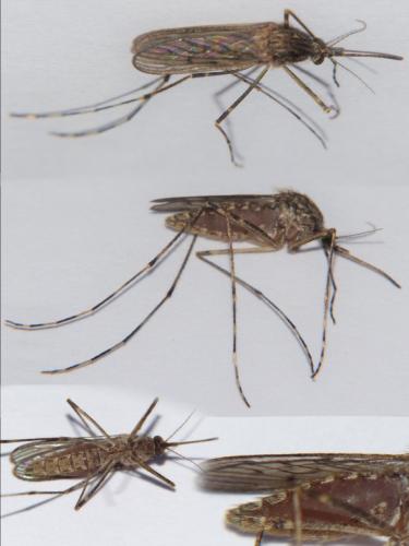 Réf. 207 839 : Culiseta annulata
