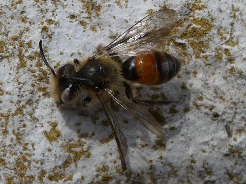 Andrena sp.