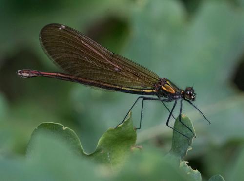 Calopteryx virgo