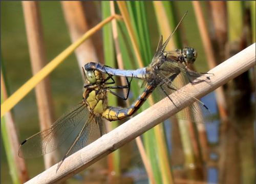 Orthetrum cancellatum