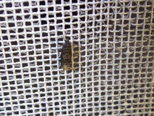 Grapholita funebrana