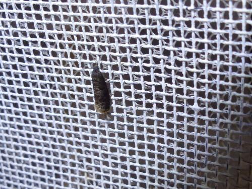 Grapholita funebrana