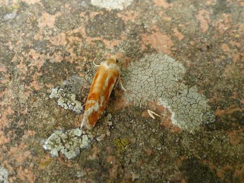 Rhyacionia buoliana
