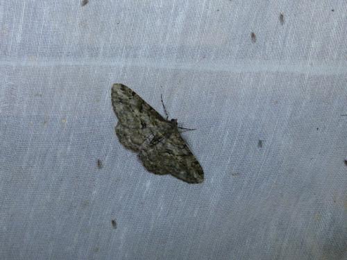 Peribatodes rhomboidaria