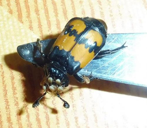 Réf. 207 208 : Nicrophorus vespilloides