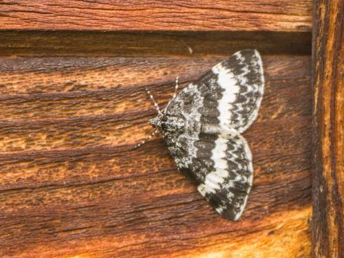 Spargania luctuata