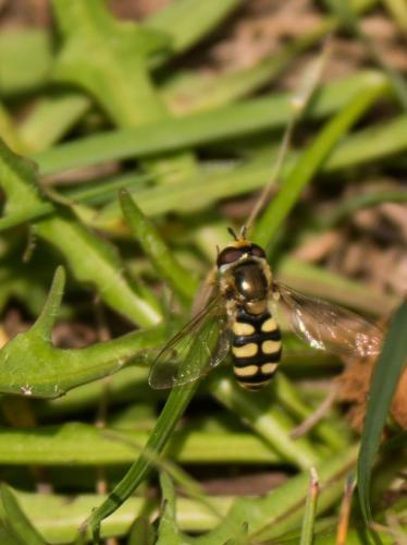 Eupeodes corollae
