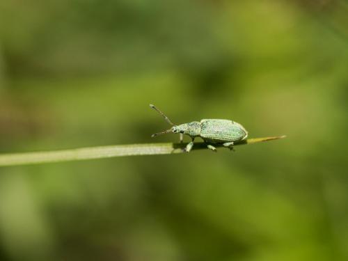 Réf. 207 150 : Phyllobius sp.