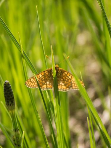 Réf. 207 554 : Euphydryas aurinia