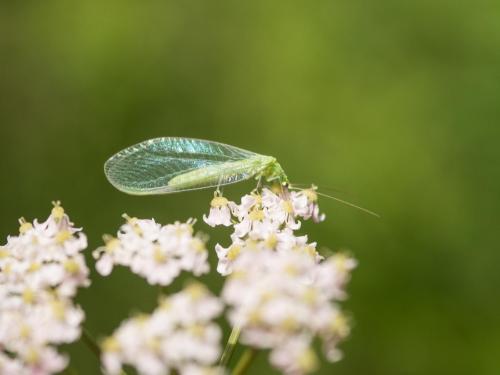 Chrysoperla sp.