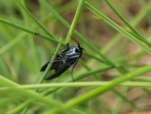 Réf. 207 164 : Typhonia sp.