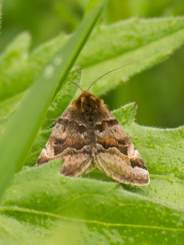 Réf. 207 381 : Euclidia glyphica