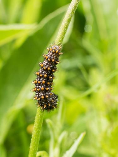 Melitaea sp.